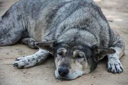 tired dog lying down